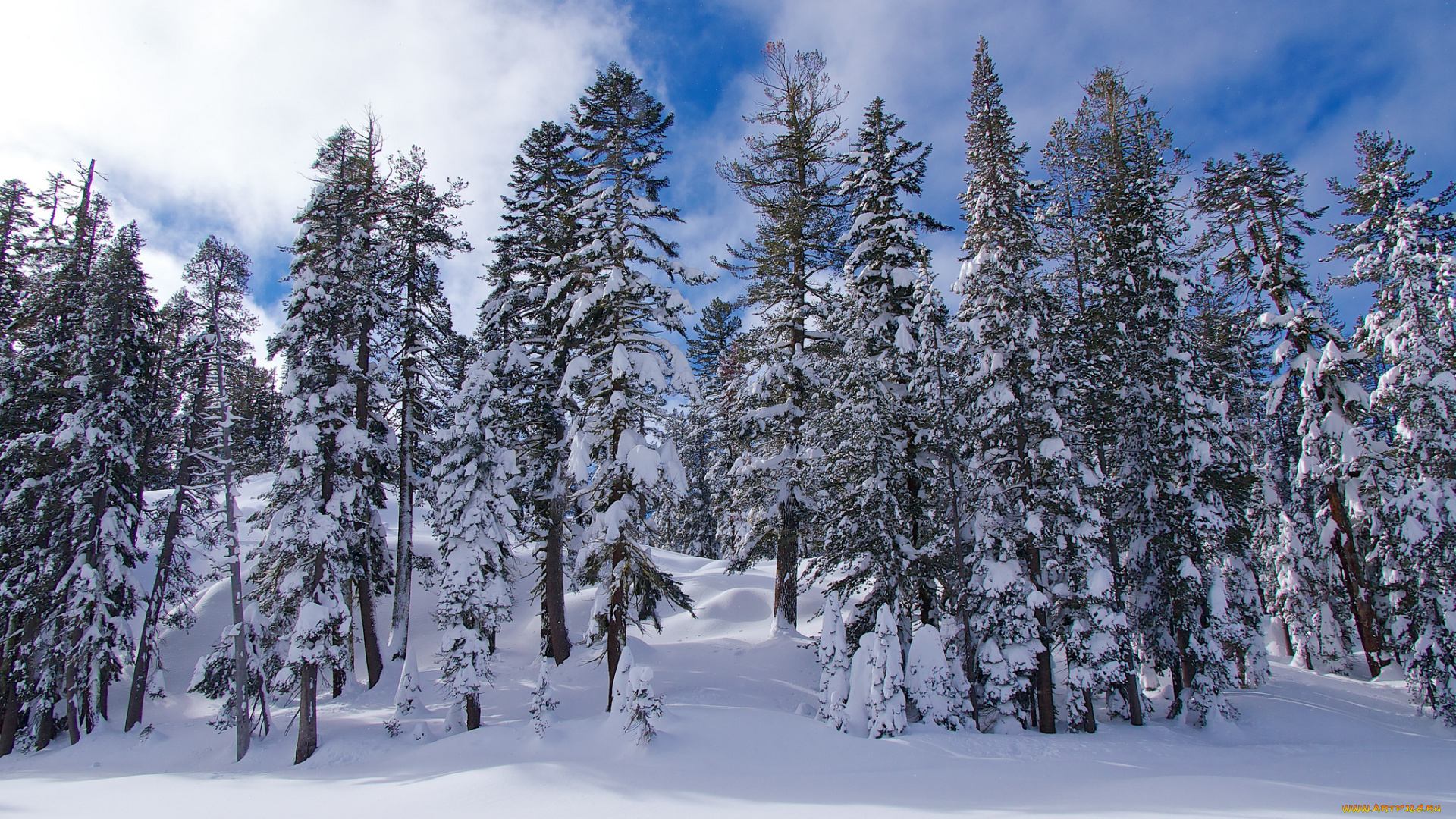 природа, зима, ели, снег