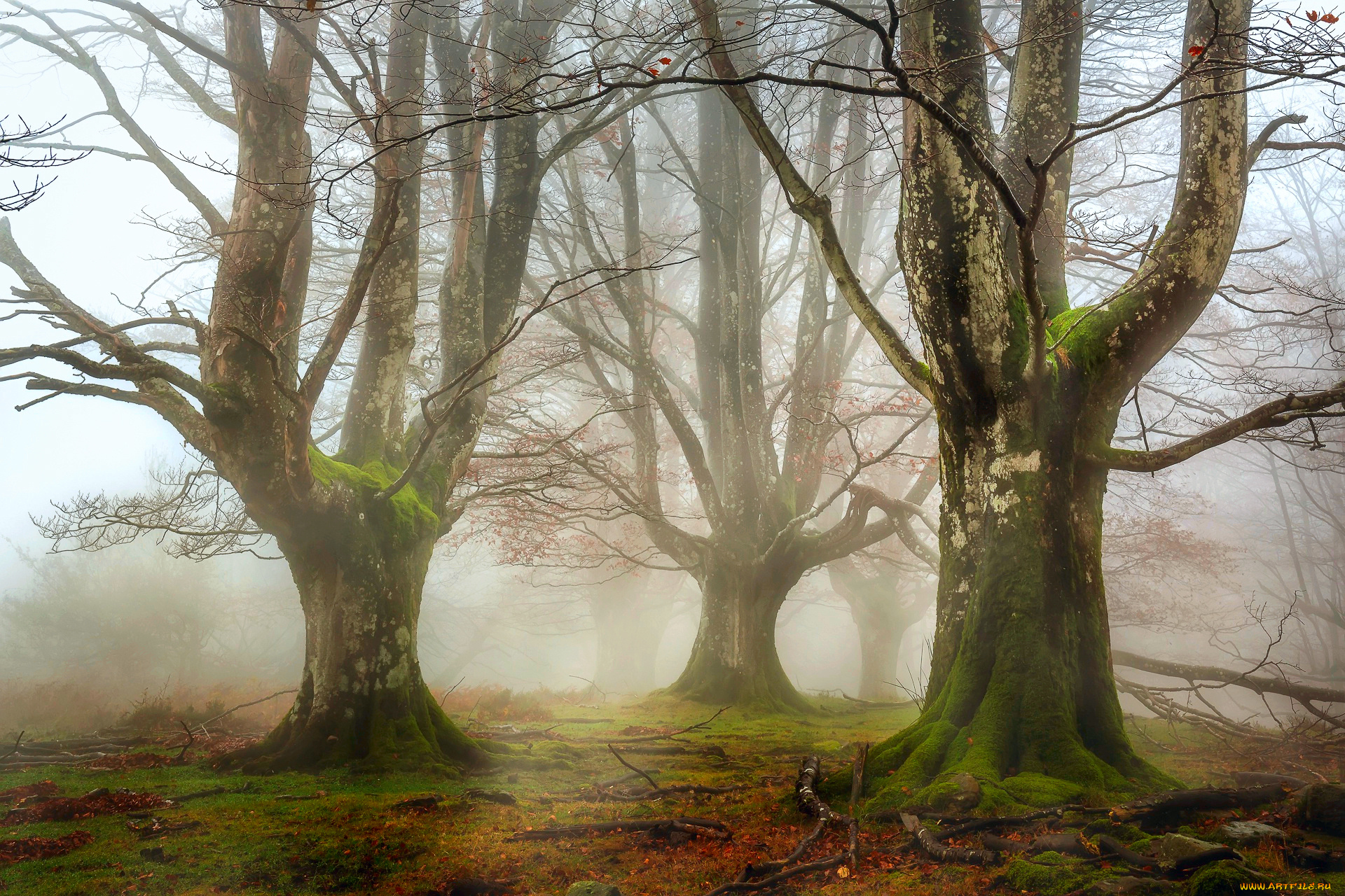 природа, лес, осень, ноябрь, дымка, деревья, мох, ветки, листва, трава