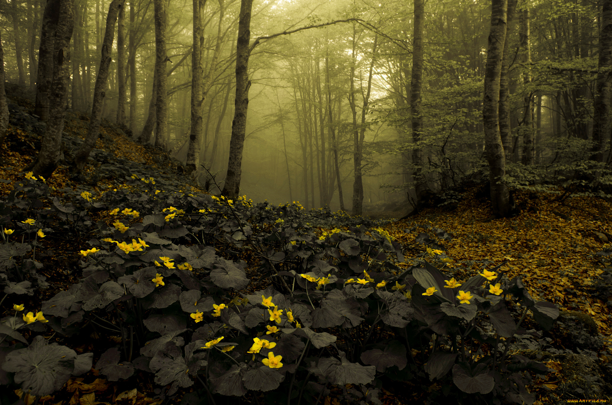 природа, лес, цветы, дымка