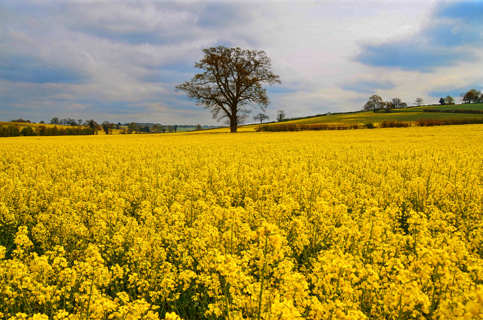 природа, поля, поле, цветы, дерево