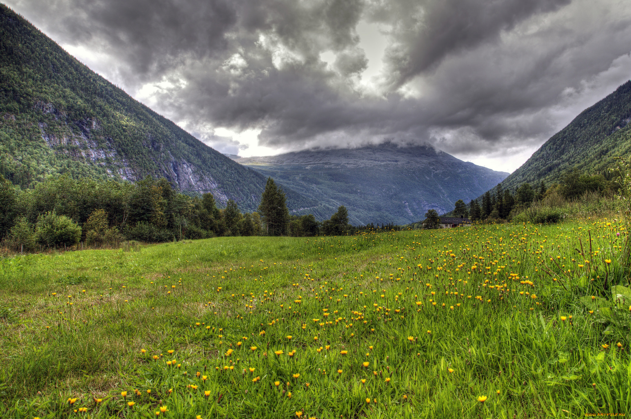природа, луга, горы, долина, трава, цветы