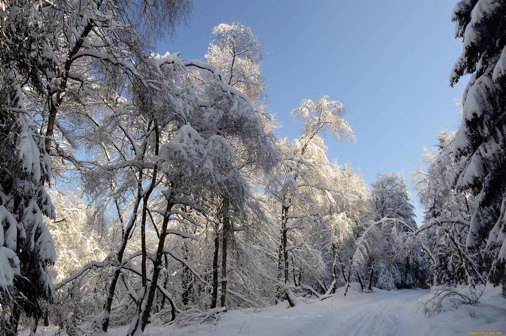 природа, зима, деревья, снег