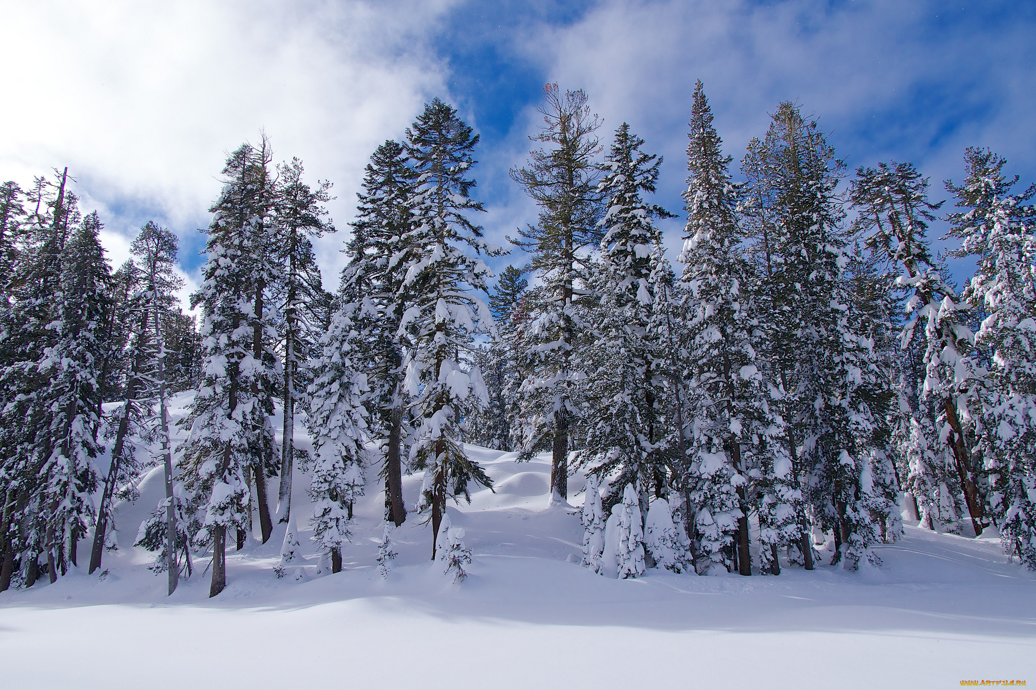 природа, зима, ели, снег