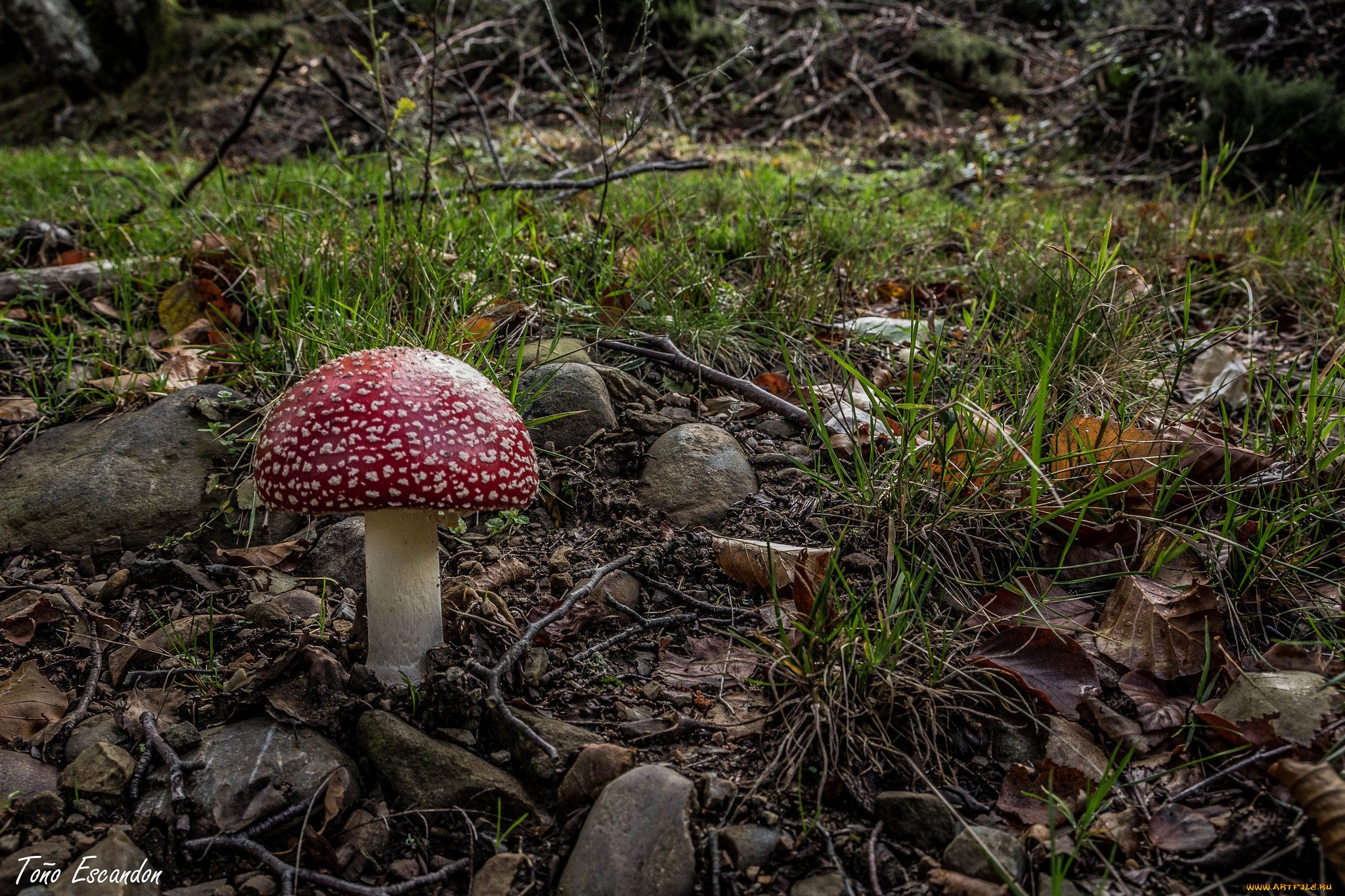 природа, грибы, , мухомор, грибочек