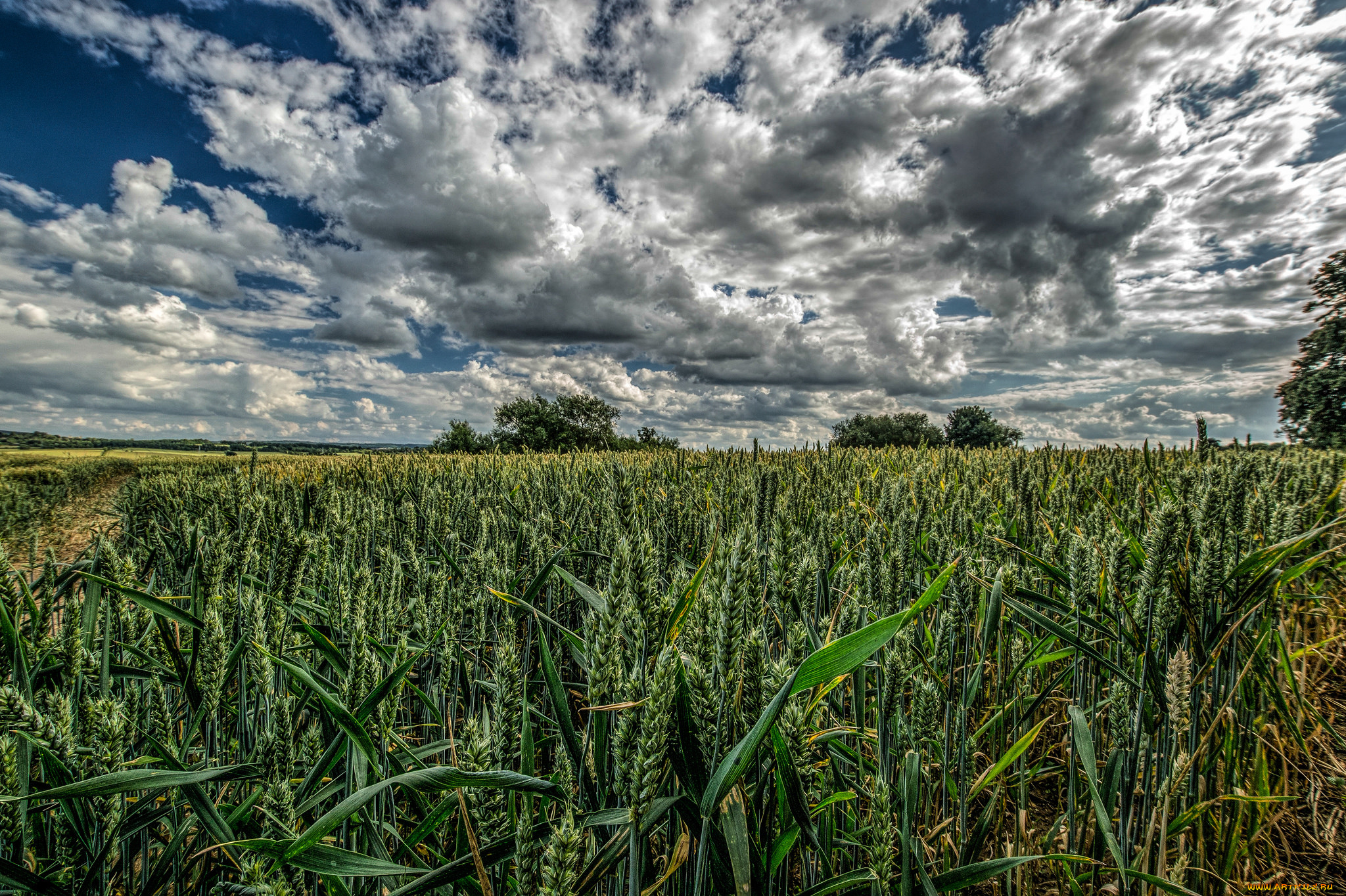 природа, поля, поле, посевы