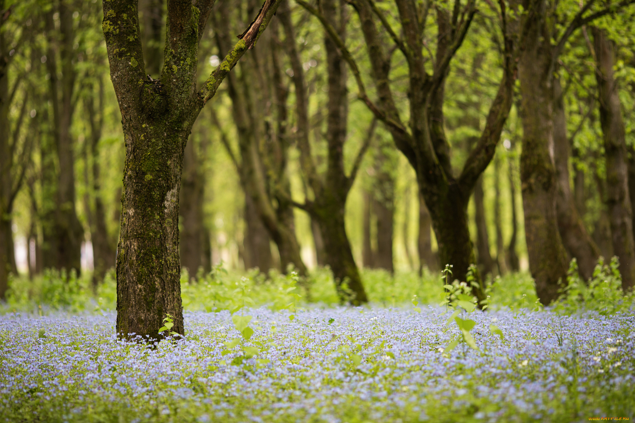 природа, лес, деревья, весна, цветы