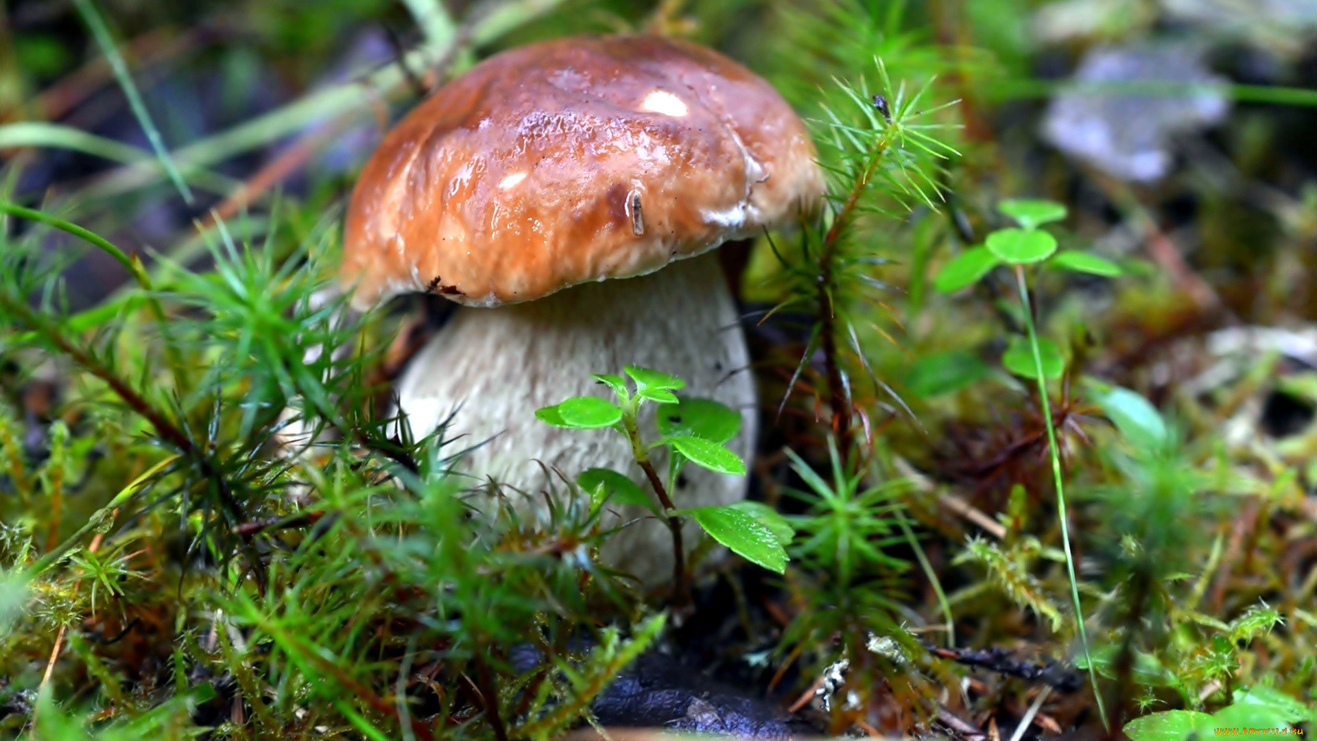 природа, грибы, боровик