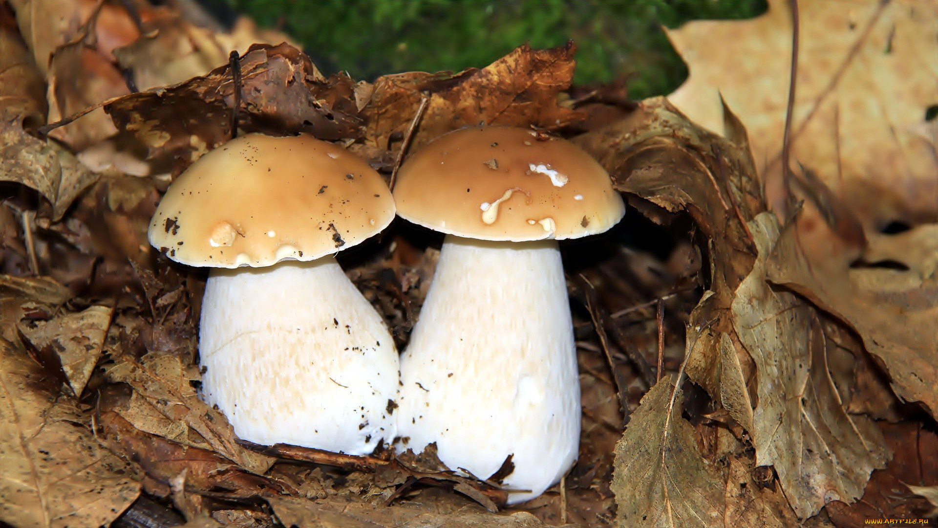 природа, грибы, боровик