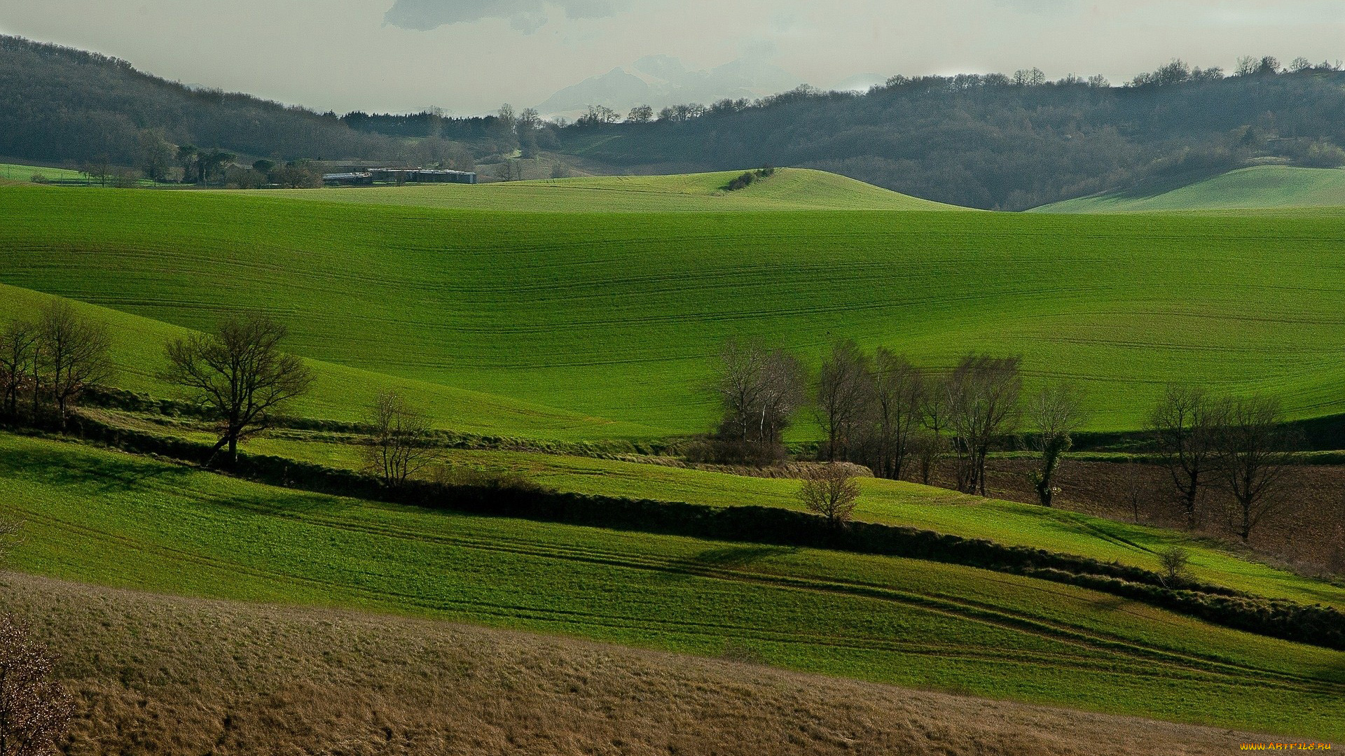 природа, поля, просторы, зеленые, весна