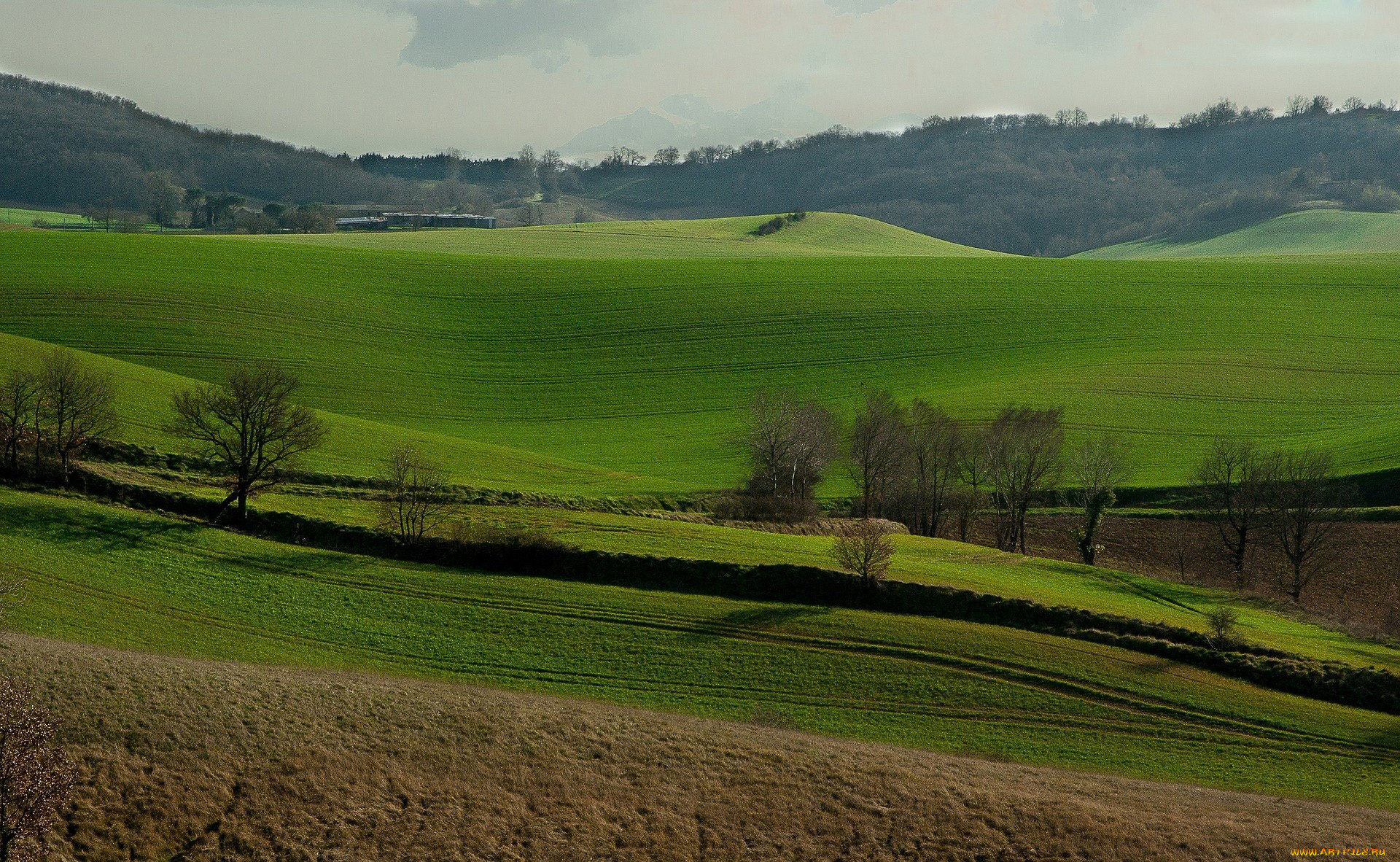 природа, поля, просторы, зеленые, весна
