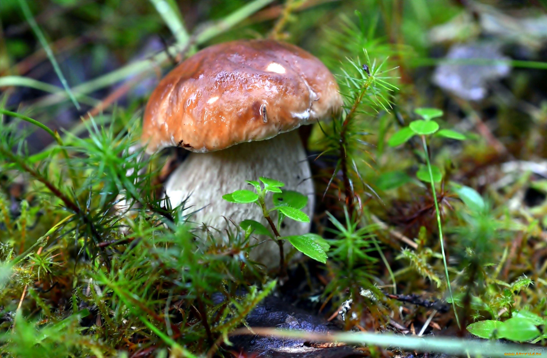 природа, грибы, боровик