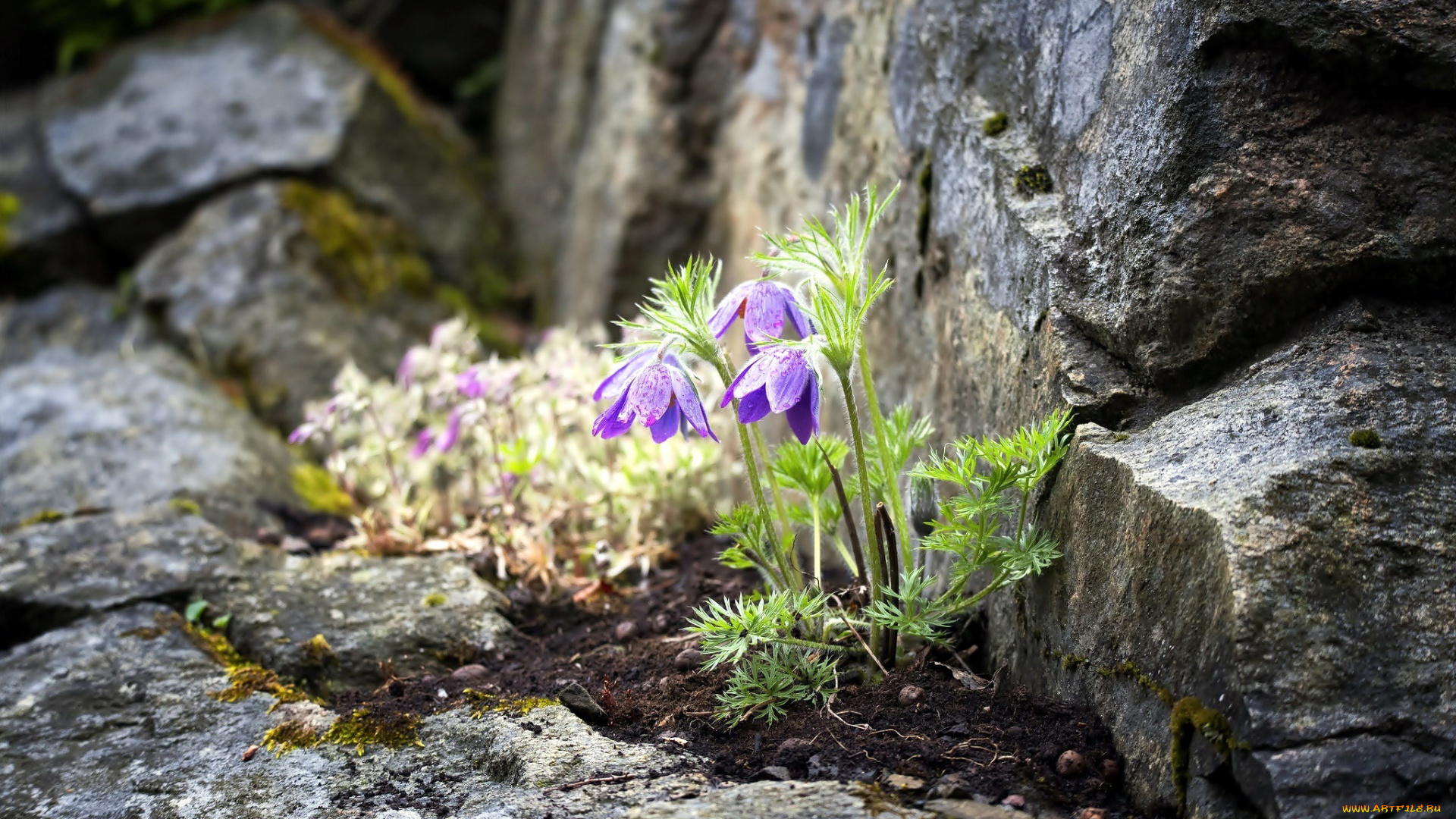 цветы, анемоны, , сон-трава, сон-трава