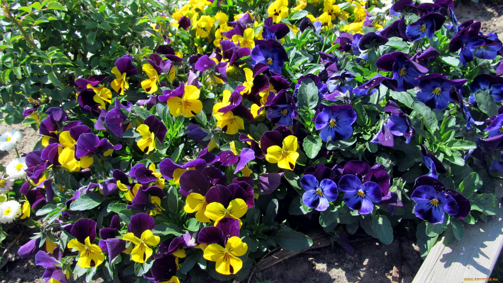 цветы, анютины, глазки, , садовые, фиалки, много