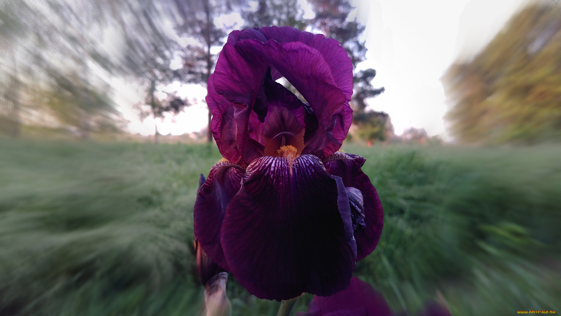 цветы, ирисы, фиолетовый