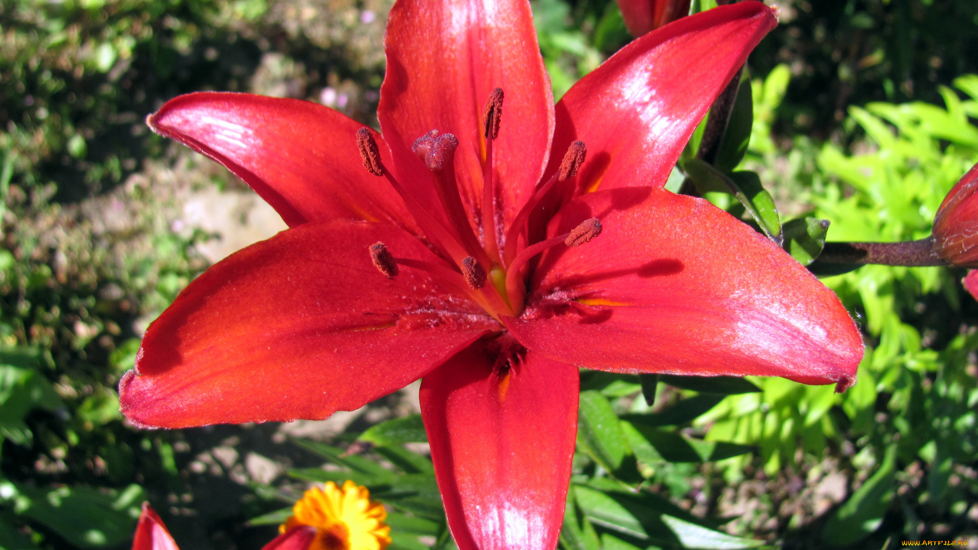 цветы, лилии, , лилейники, красный