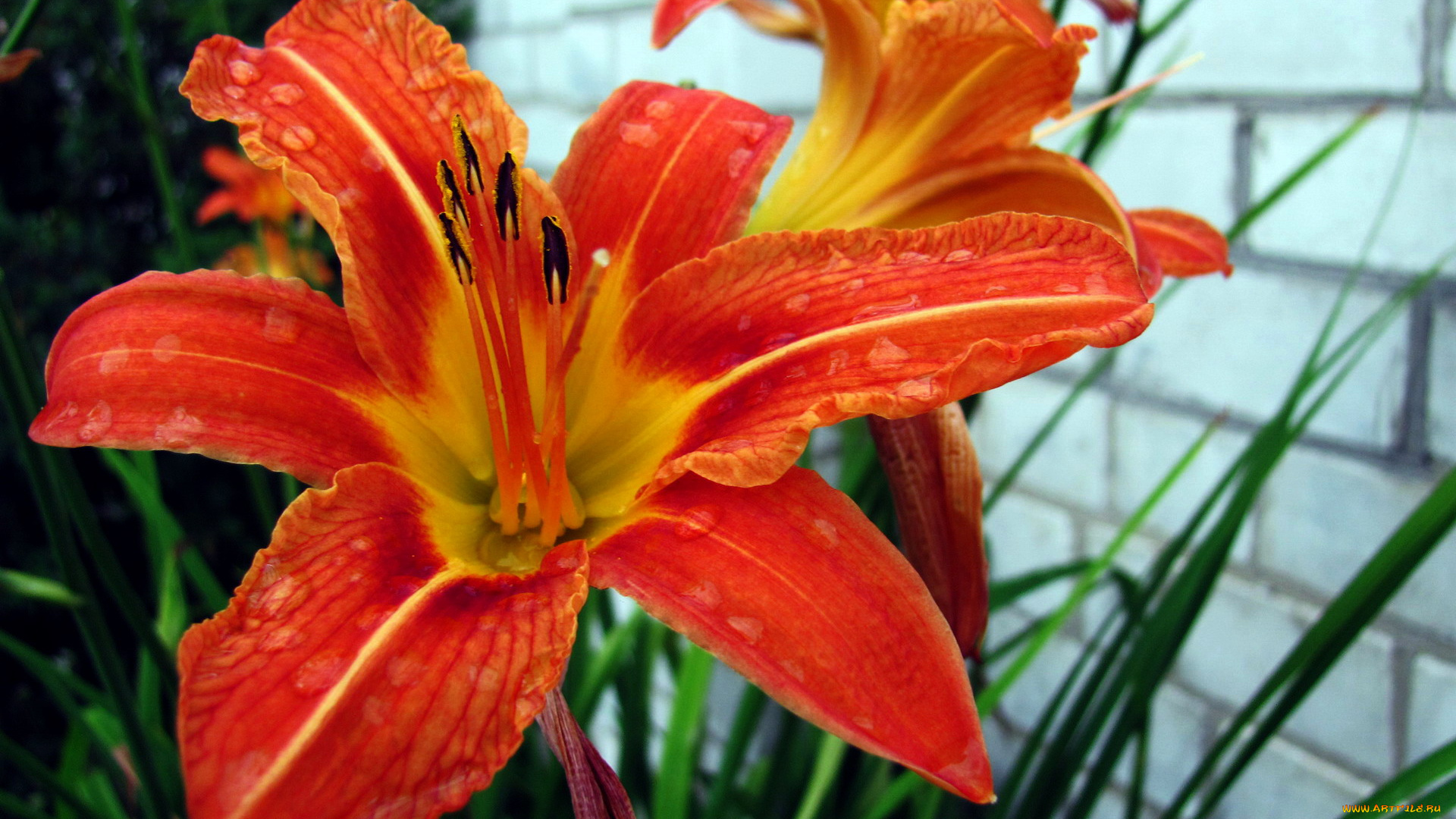 цветы, лилии, , лилейники, лилейник, оранжевый