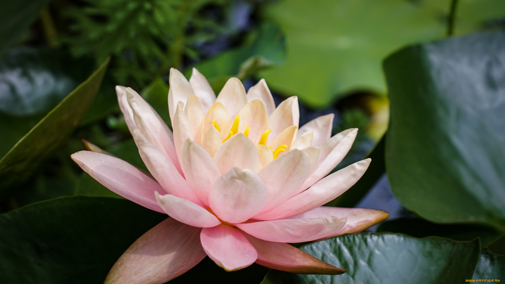 цветы, лилии, водяные, , нимфеи, , кувшинки, водяная, лилия, нимфея, кувшинка, лепестки, листья