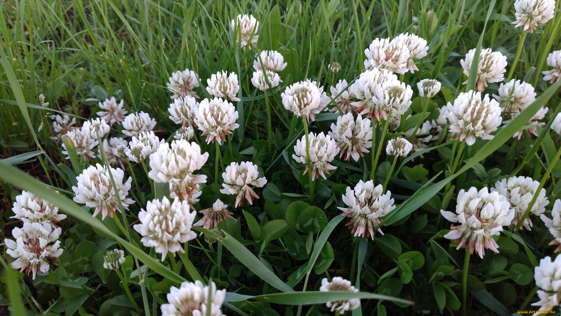 цветы, луговые, , полевые, , цветы, макро