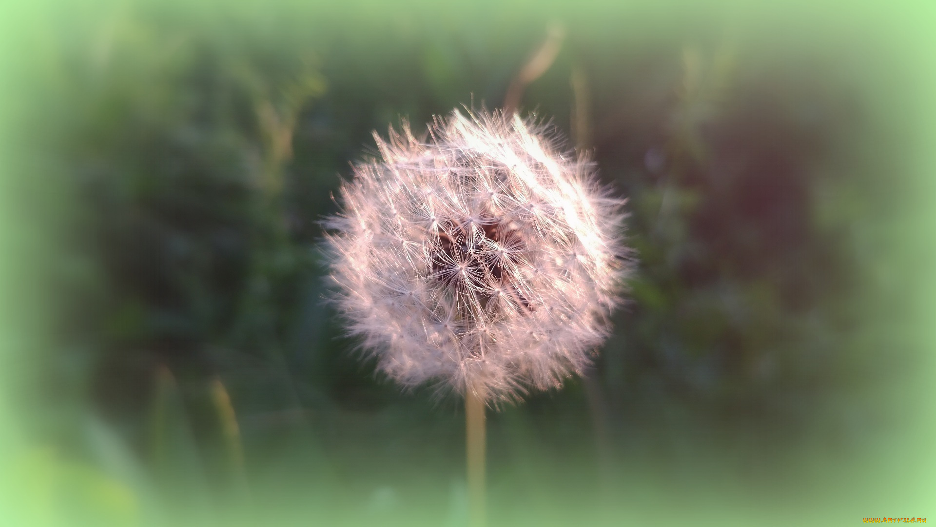 цветы, одуванчики, одуванчик