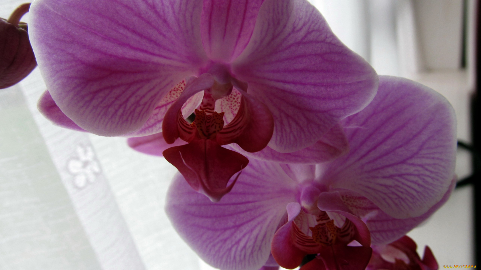 цветы, орхидеи, экзотика