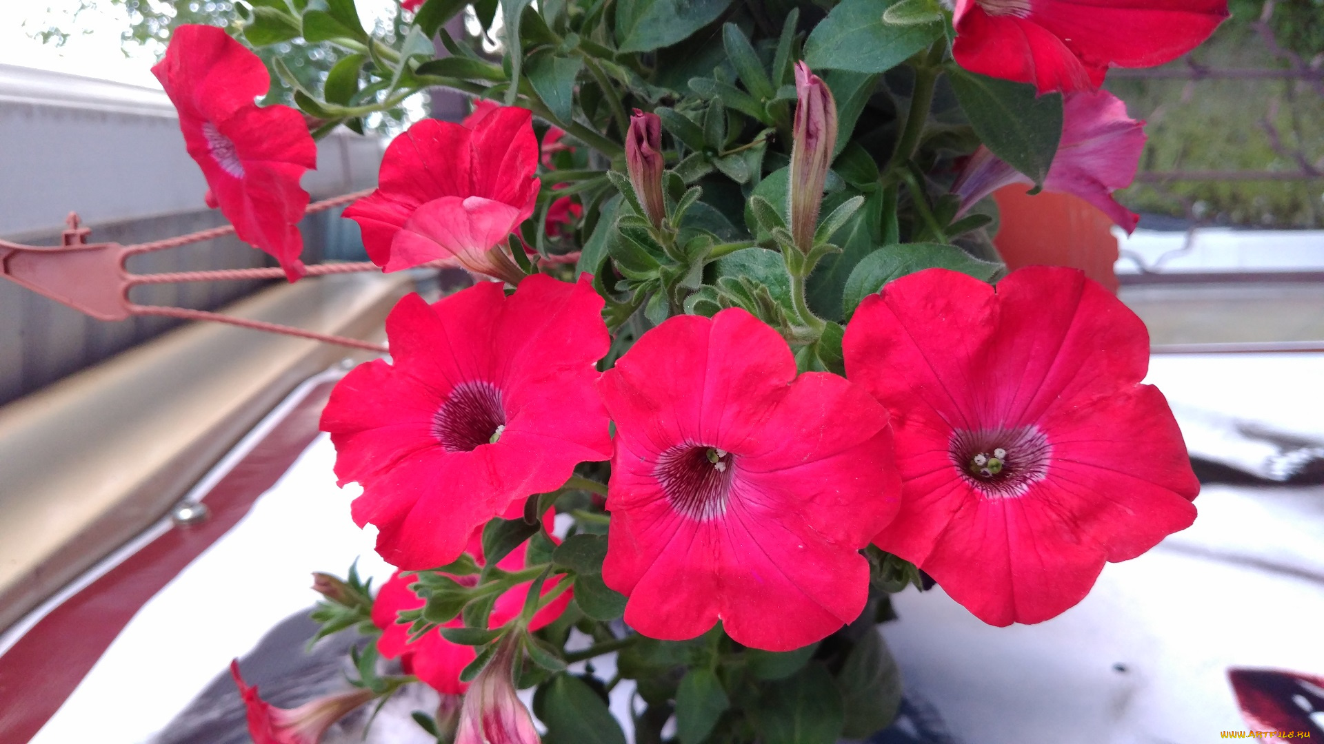 цветы, петунии, , калибрахоа, макро