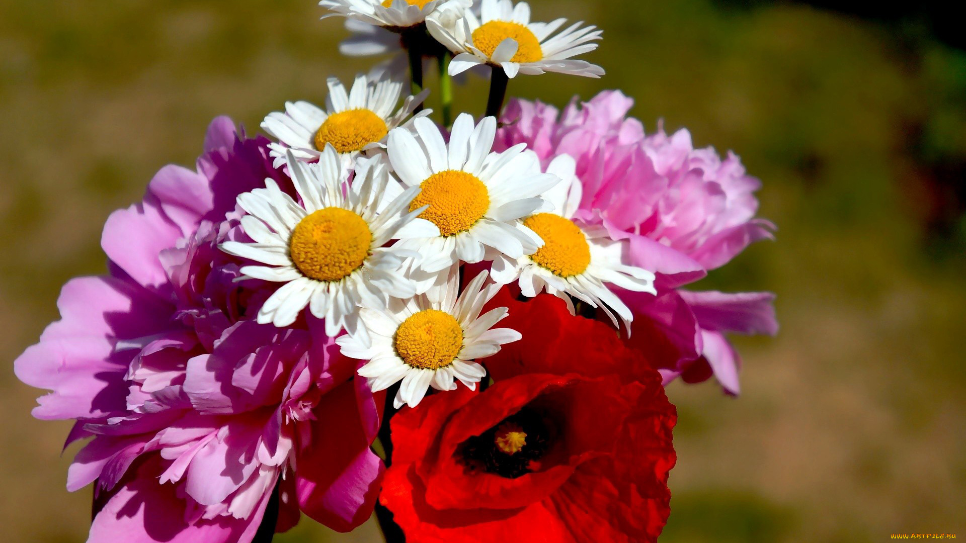 цветы, разные, вместе, мак, ромашки, пионы