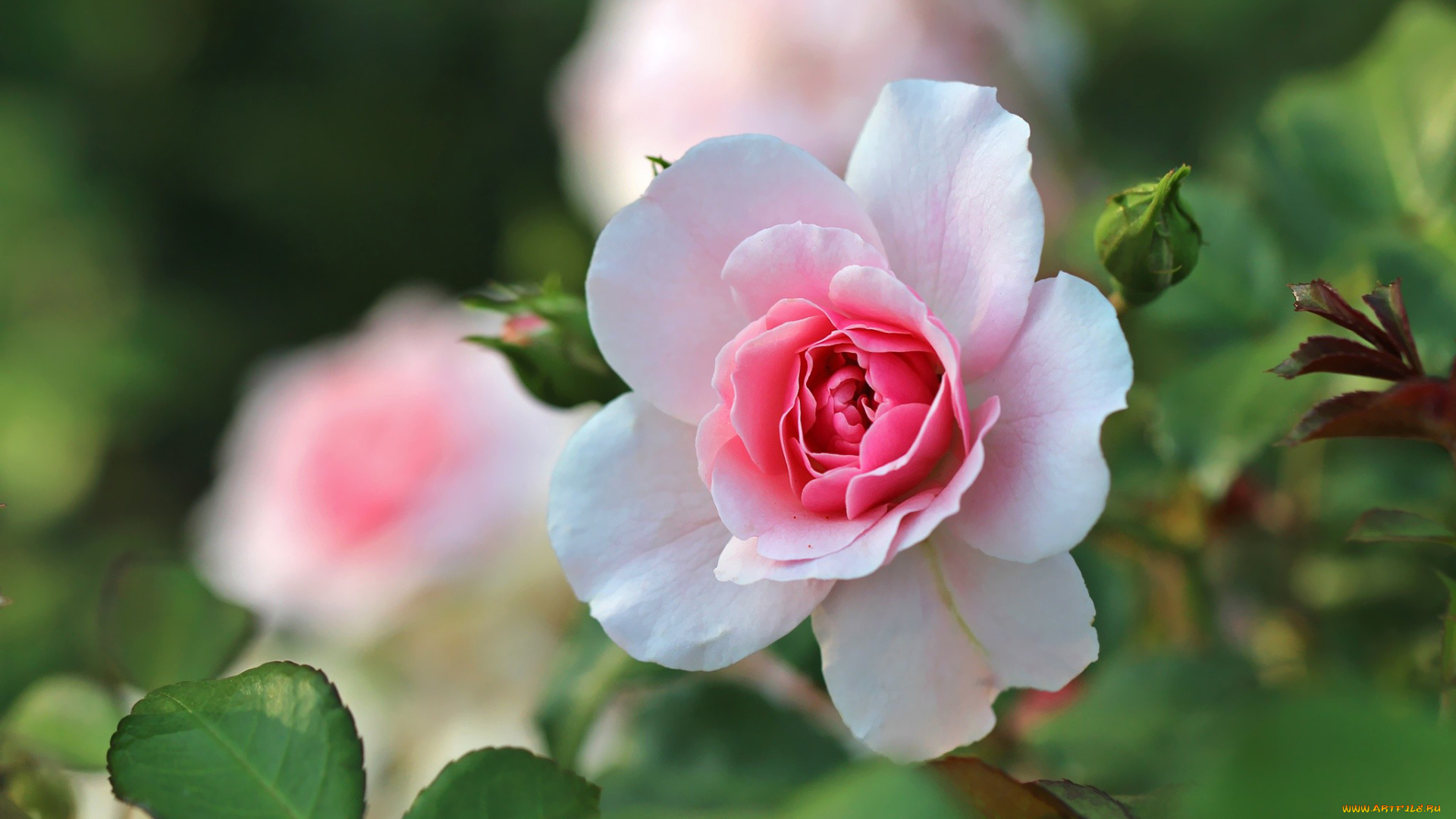 цветы, розы, розовый