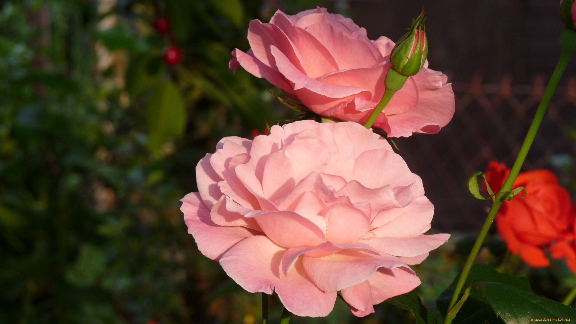 цветы, розы, розовый