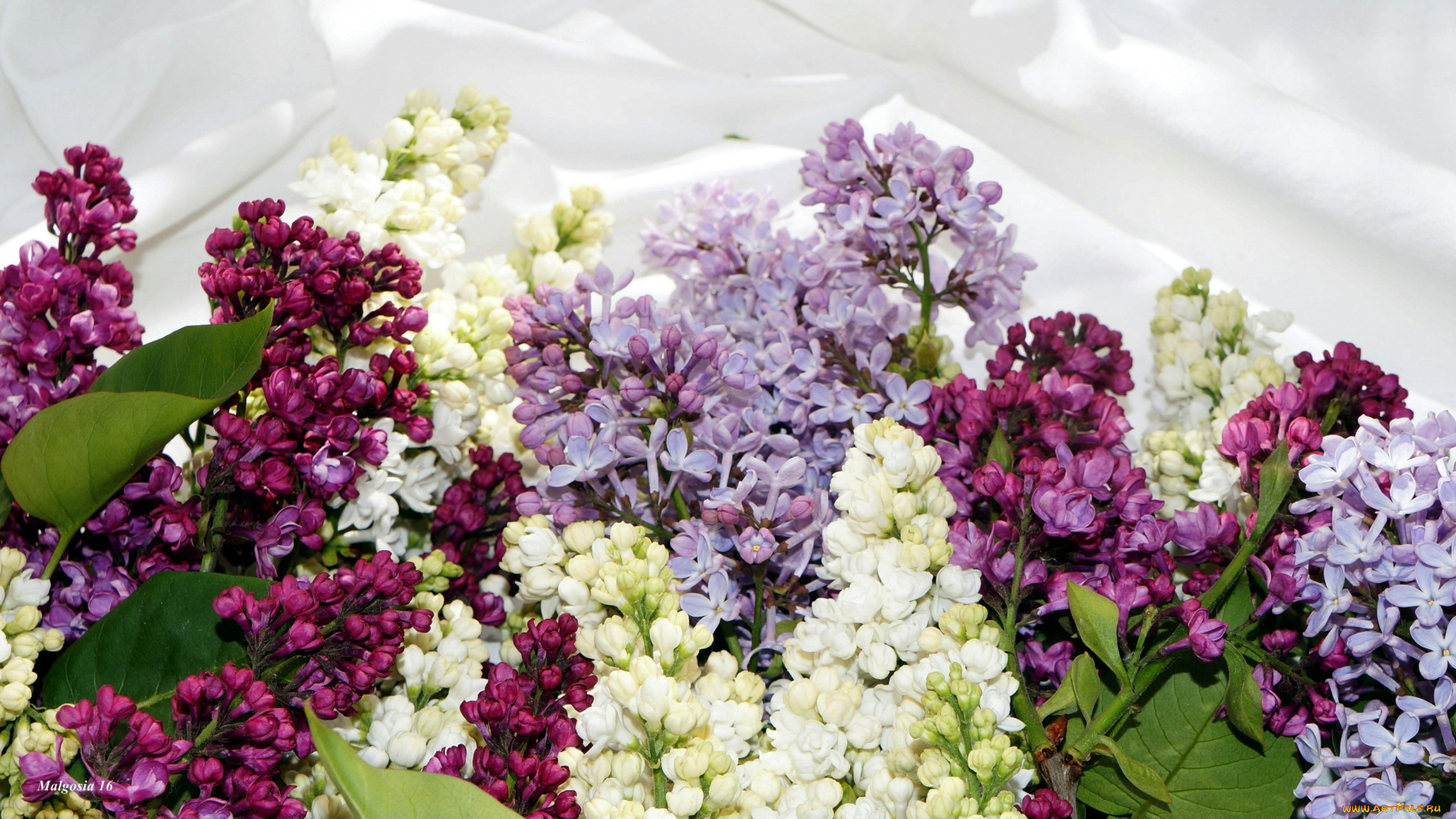 цветы, сирень, гроздья