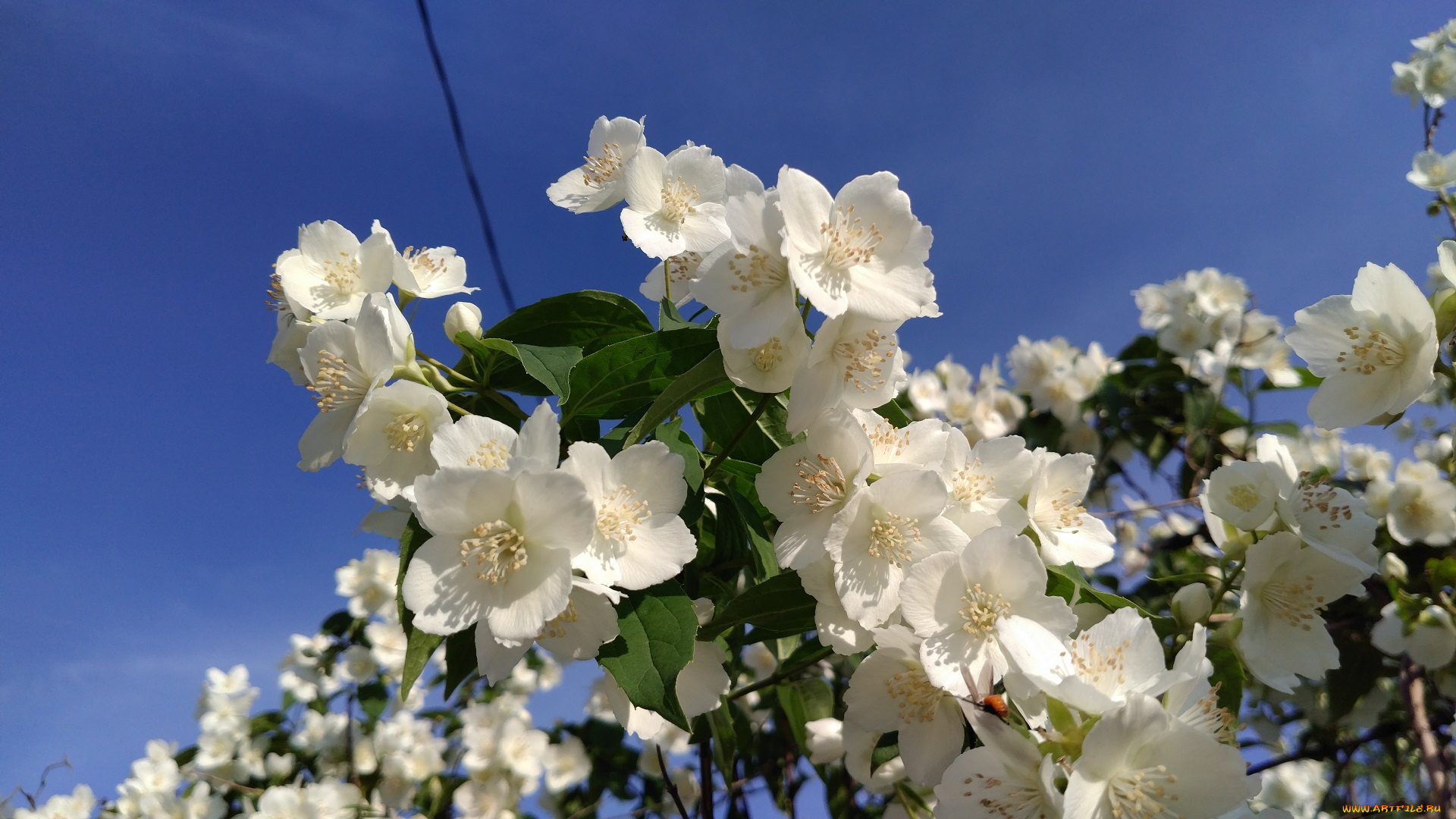 цветы, жасмин