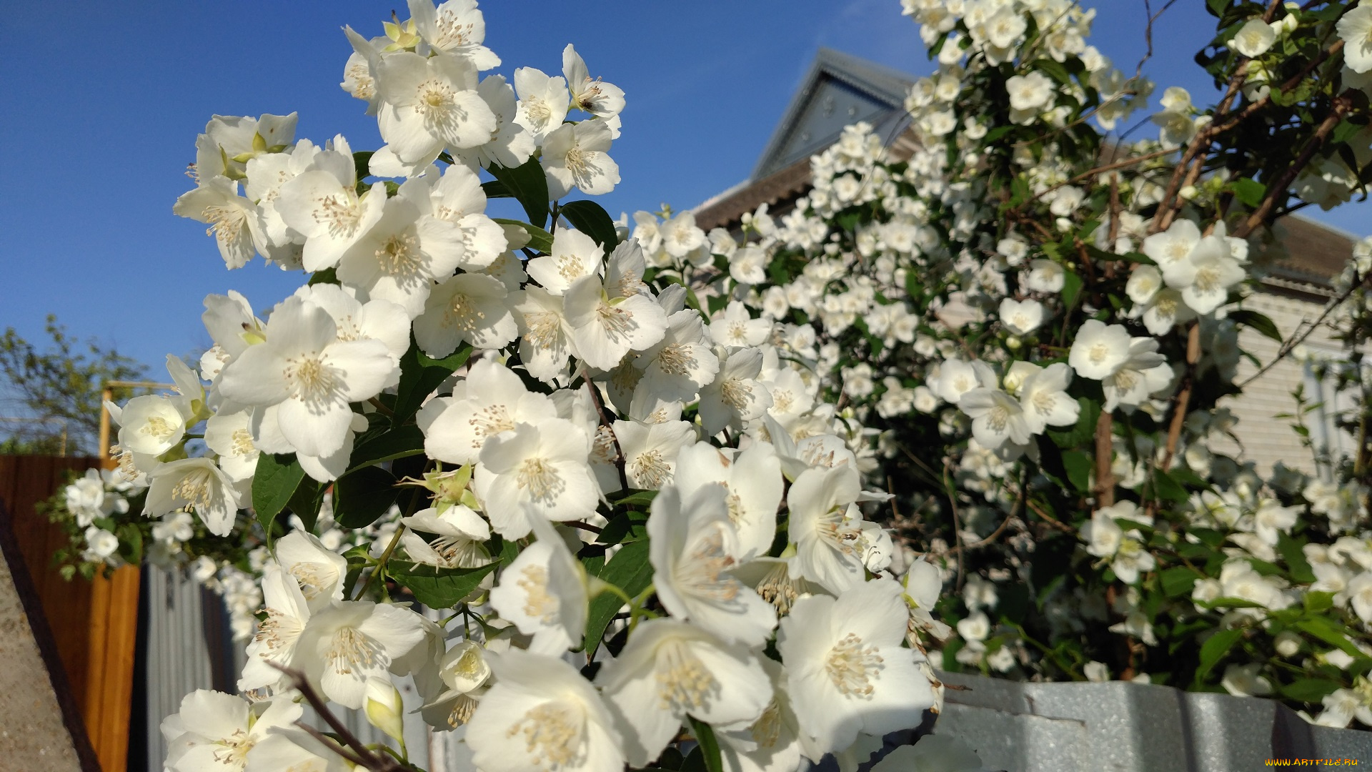 цветы, жасмин