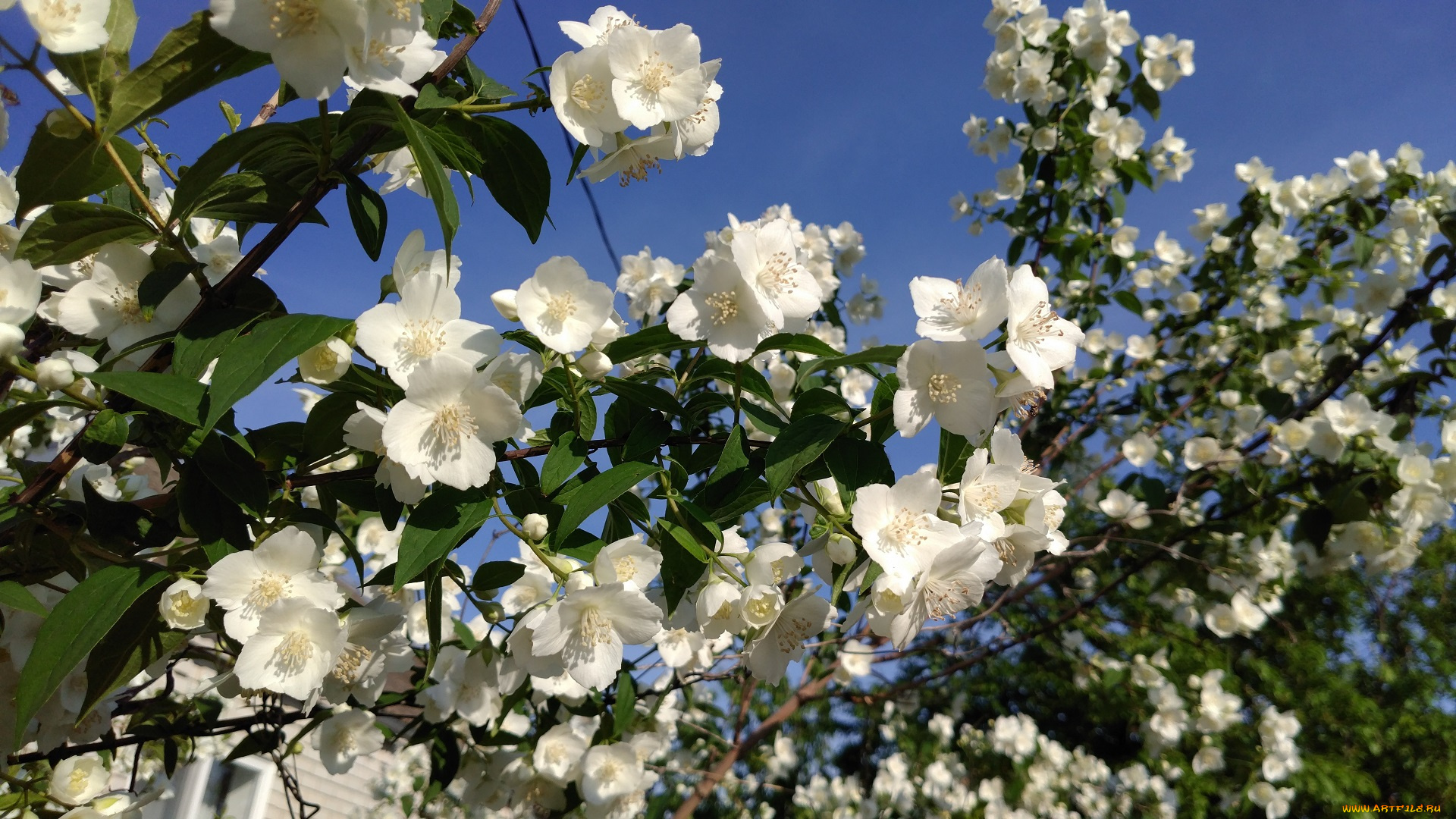 цветы, жасмин