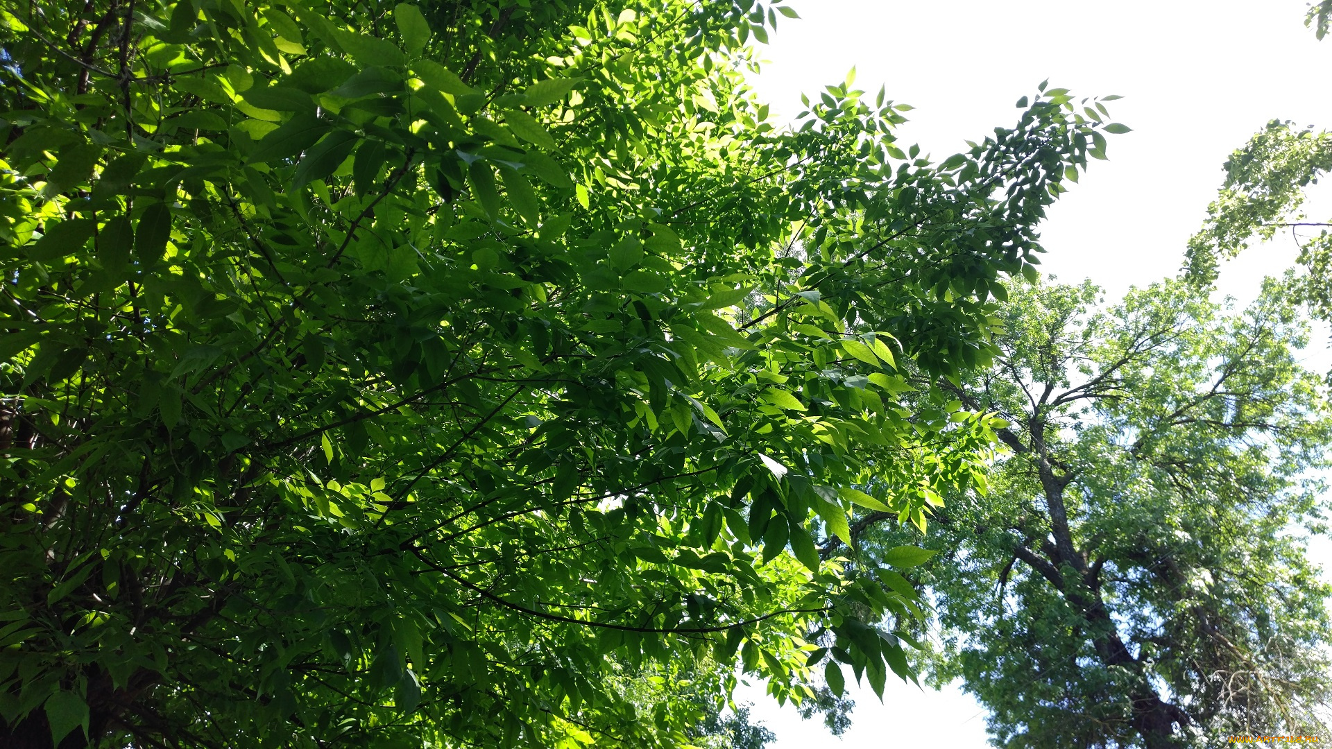 природа, деревья