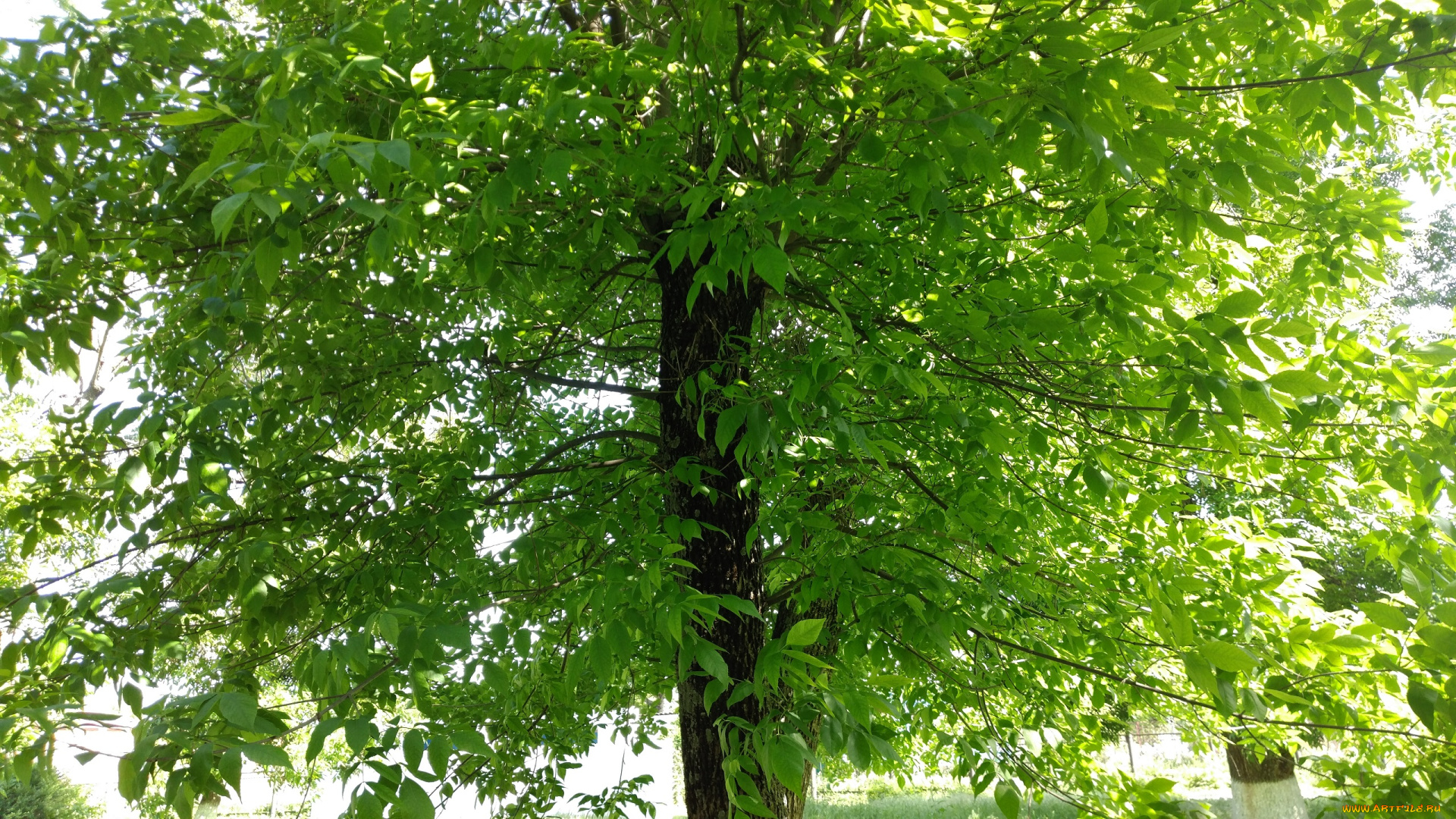 природа, деревья, дерево