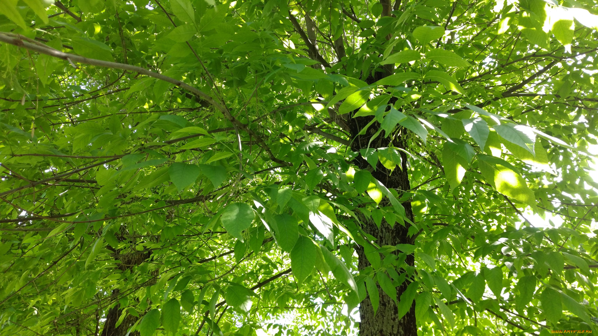 природа, деревья, дерево