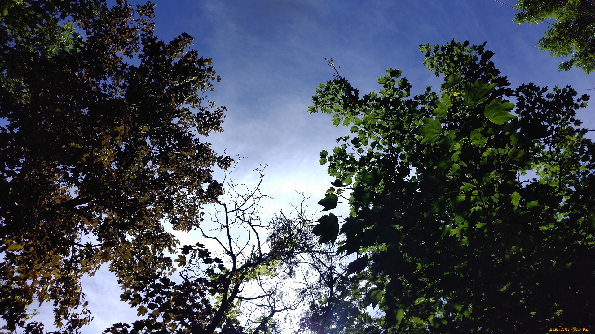 природа, деревья, парк, пейзаж, весна, май