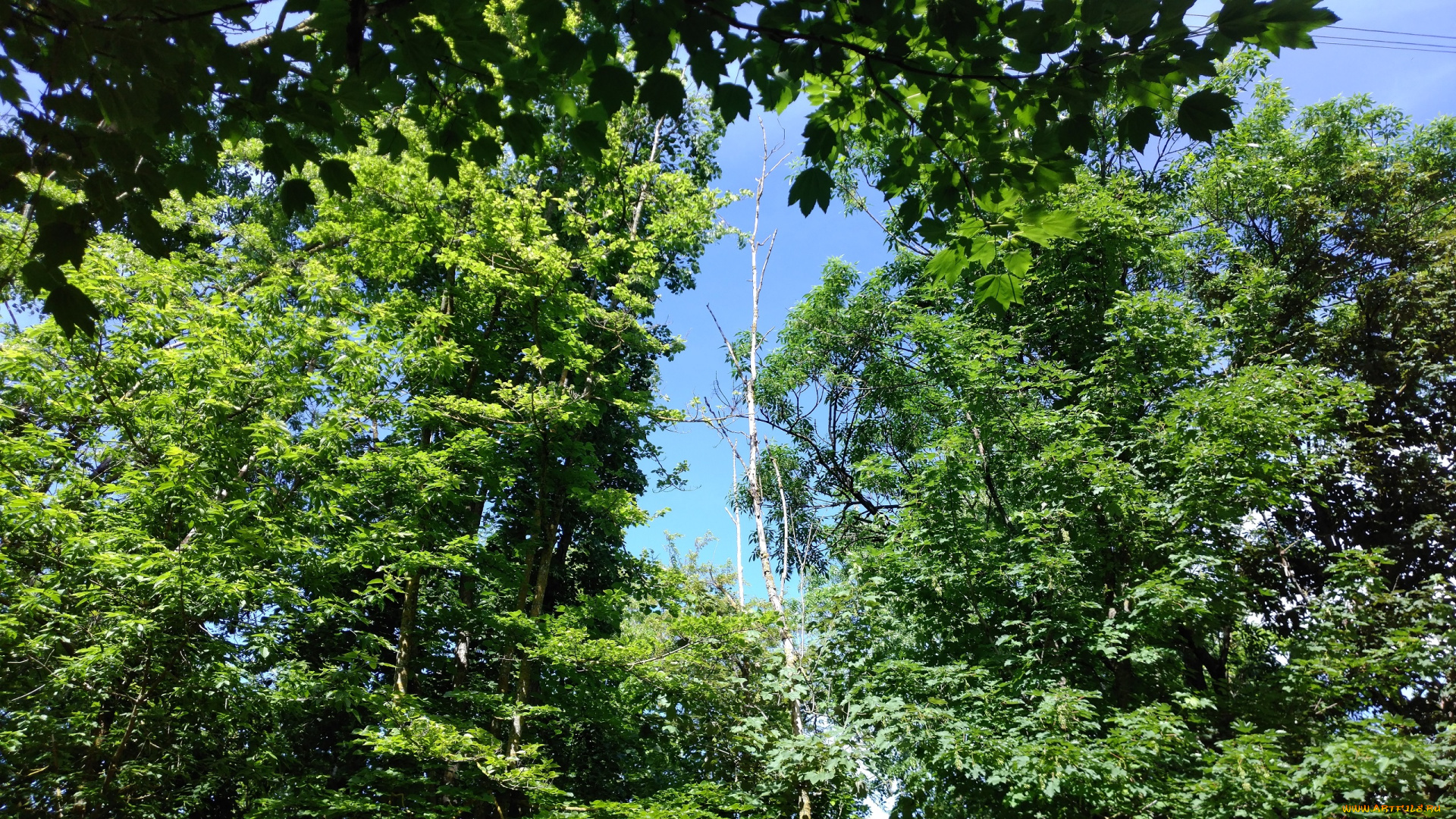 природа, деревья, парк, весна, пейзаж, май