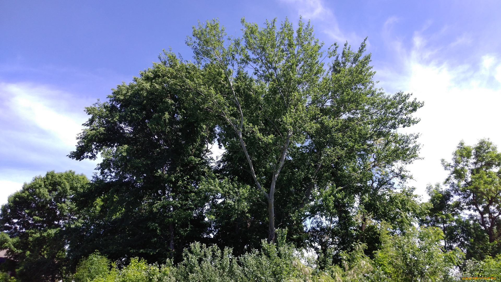 природа, деревья, пейзаж, весна, май