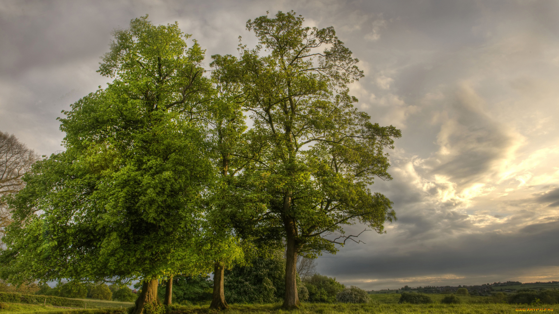природа, деревья, простор