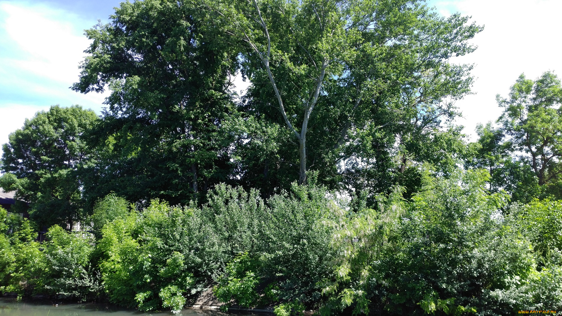 природа, деревья, весна, май, пейзаж