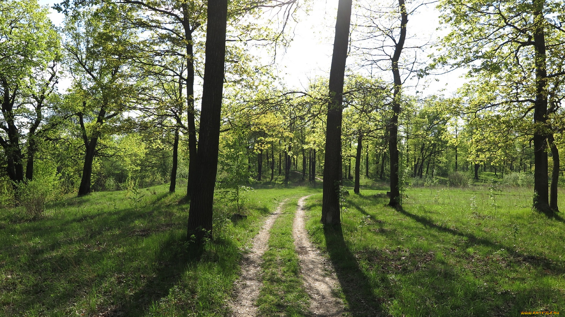 природа, дороги, дорога, лес