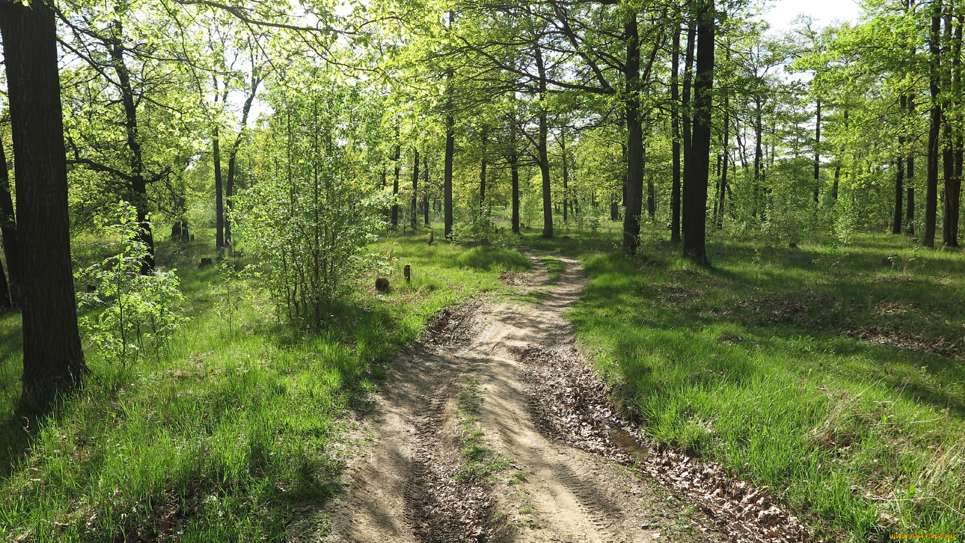 природа, дороги, лес, дорога