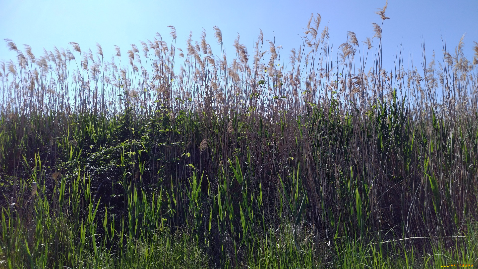 природа, другое, камыш