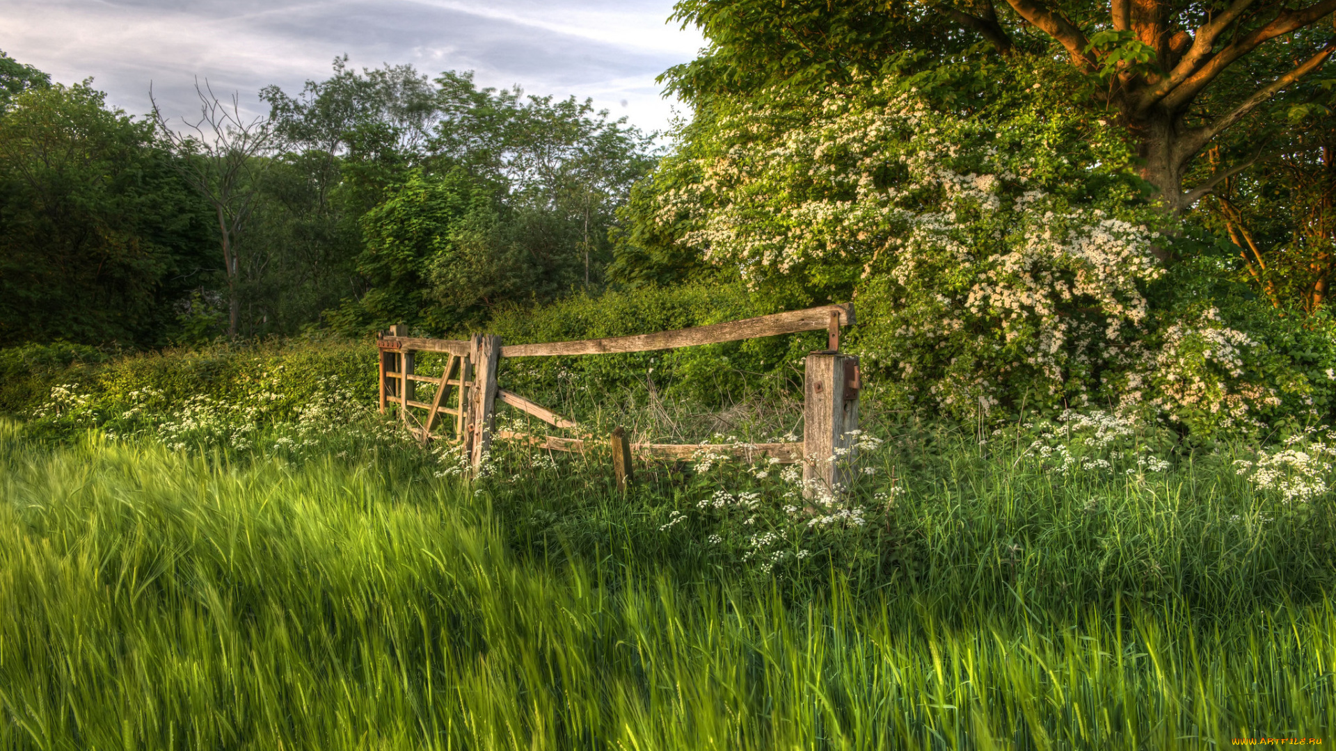 природа, лес, простор