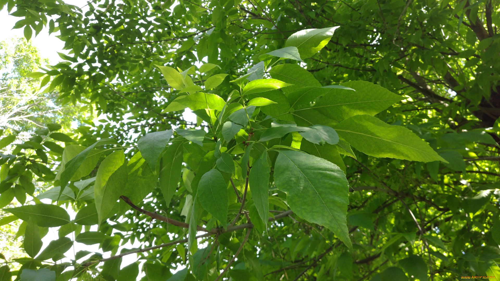 природа, листья