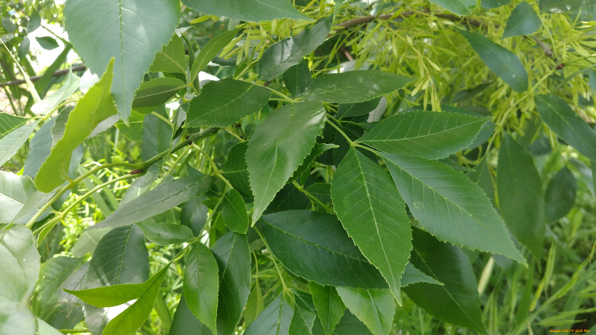 природа, листья