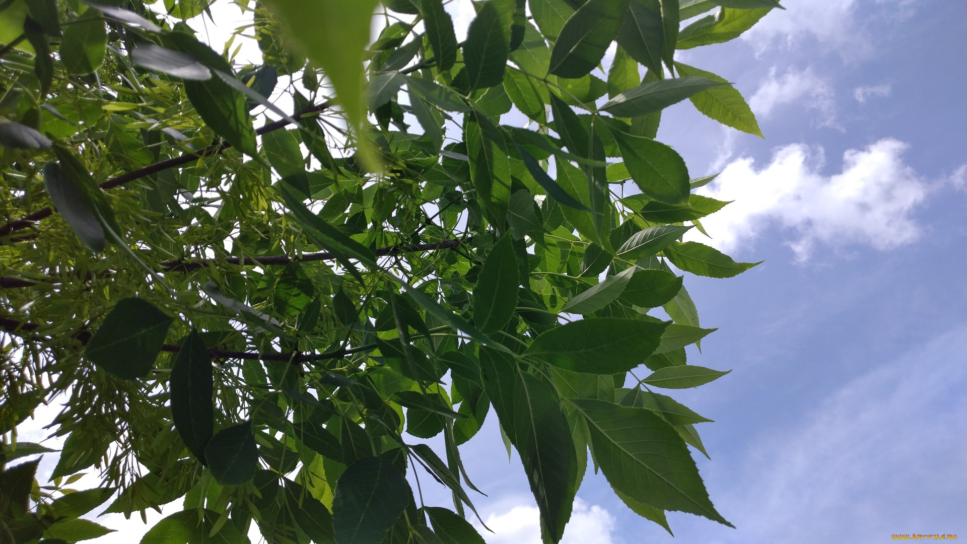 природа, листья