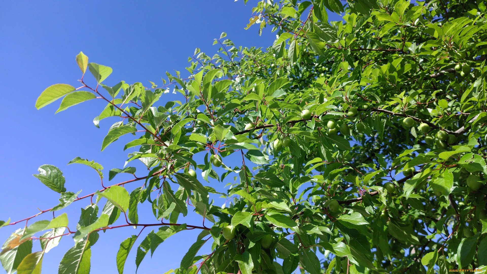 природа, листья, алыча