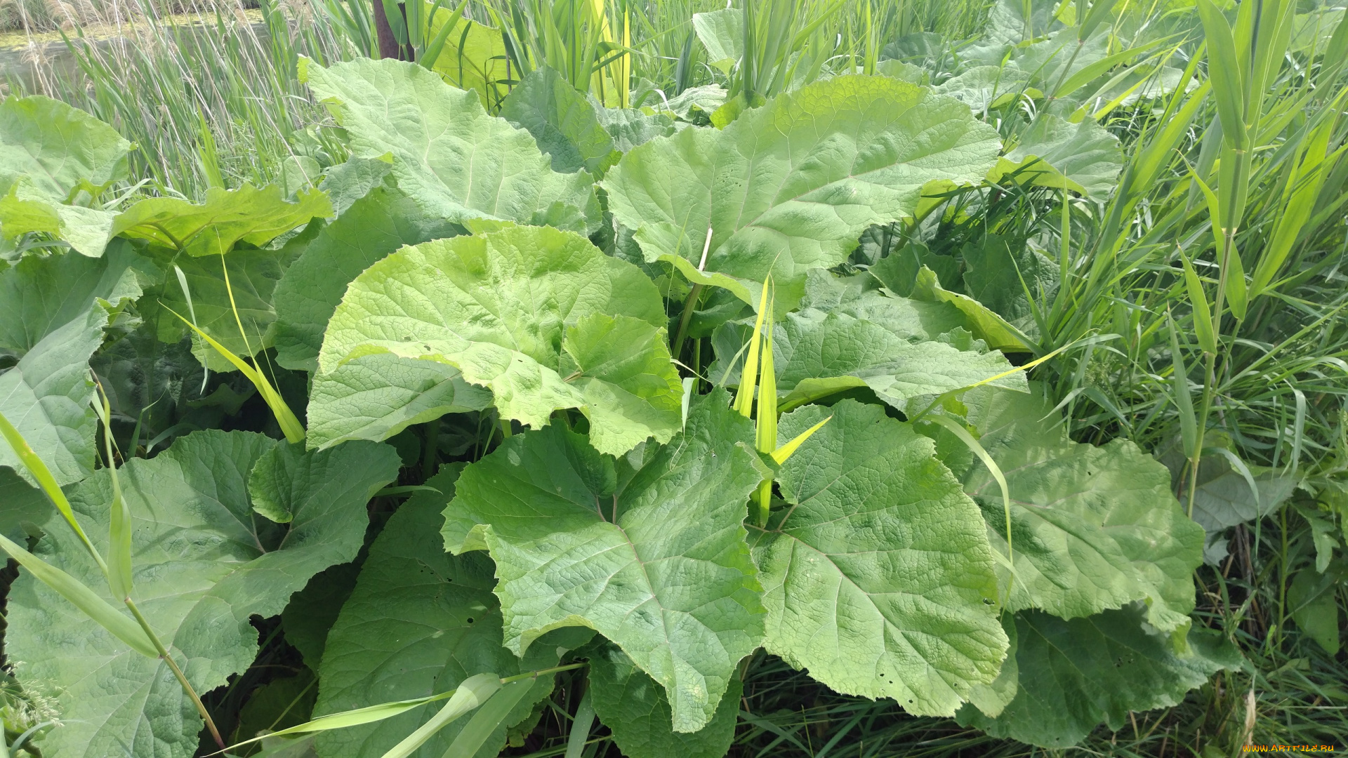 природа, листья, лапух