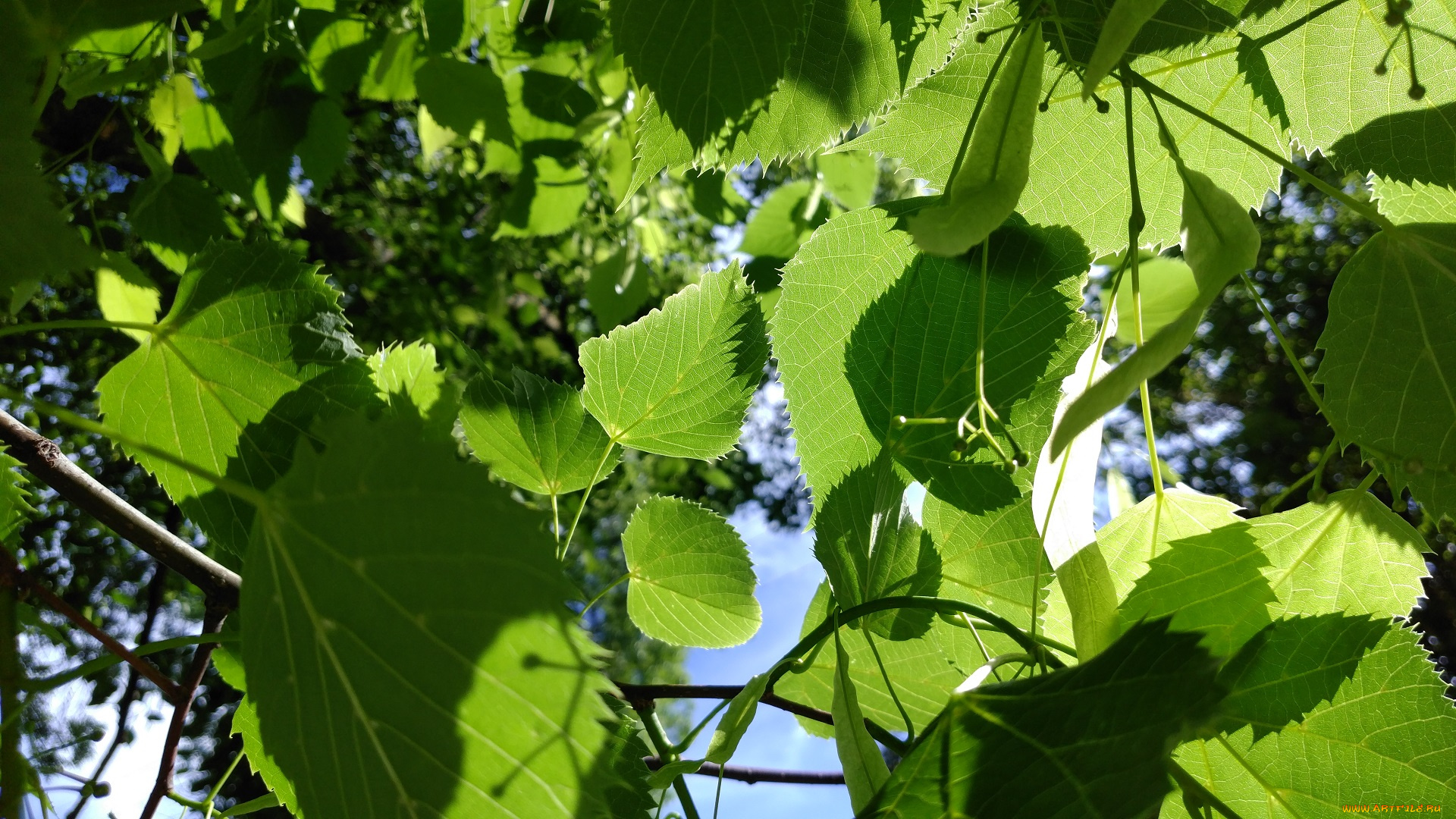 природа, листья, май, весна